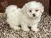 PoulaTo: Κουτάβια Coton De Tulear