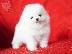 PoulaTo: όμορφα Pomeranian Puppies προς πώληση