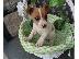 PoulaTo: Jack russell κουτάβια