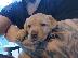 PoulaTo: Labrador Puppies