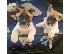 PoulaTo: lovely akita puppies for sale