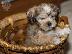 PoulaTo: αρσενικά και θηλυκά shih tzu κουτάβια.