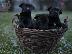 PoulaTo: Cane Corso κουτάβια