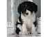 PoulaTo: ΦΑΝΤΑΣΤΙΚΟ Cavalier King Charles ΠΑΝΩ ΤΩΡΑ ΕΔΩ