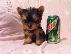 PoulaTo: yorkshire puppy for 200 euro
