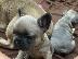 PoulaTo: Κουτάβια AKC FrenchBulldog+34634098453