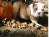 PoulaTo: Καταπληκτικό αρσενικό και θηλυκό ENGLISH Bulldog