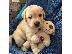 PoulaTo: Πωλούνται κουτάβια Golden Retriever