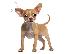 PoulaTo: Chihuahua mini