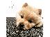 PoulaTo: Chow Chow Pup προς πώληση