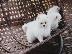PoulaTo: Rehoming ένα γλυκό κουτάβι Pomeranian!