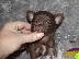 PoulaTo: AKC Chihuahua Puppies
