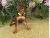 PoulaTo: Pinscher miniature Chocolate cream - Πίντσερ μινιατούρα Σοκολατί κρεμ...