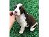 PoulaTo: English Springer Spaniel