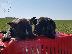 PoulaTo: French bulldog black