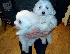 PoulaTo: Cute Bichon Frise Puppies Διαθέσιμο προς πώληση