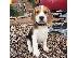 PoulaTo: Πωλούνται κουτάβια Beagle