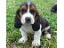 PoulaTo: Υγιή κουτάβια Basset Hound