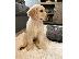 PoulaTo: Δοκιμασμένα σε υγεία κουτάβια Golden Retriever
