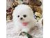 PoulaTo: Σπιτς μινι / pomeranian mini