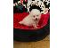 PoulaTo: Boo Mini Pomeranian