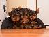 PoulaTo: Yorkshire Terrier Mini