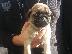 PoulaTo: Pug