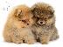 PoulaTo: Pomeranian mini