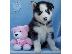 PoulaTo: Όμορφη Σιβηρία Husky Puppys