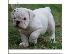 PoulaTo: englishbull κουτάβια για € 300