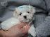 PoulaTo: AMAZING MALTESE PUPPIES AVAILABLE