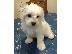 PoulaTo: Κουτάβια Coton De Tulear