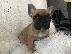 PoulaTo: γαλλικά κουτάβια μπουλντόγκ  /  French bulldog fawn