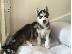 PoulaTo: Χάσκι Σιβηρίας (Siberian Husky)