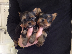 PoulaTo: yorkshire terrier toy