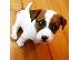 PoulaTo: υπέροχα Jack Russell Terrier κουτάβια προς πώληση