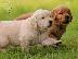 PoulaTo: Golden retriever - Γκόλντεν ριτρίβερ