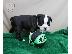 PoulaTo: Ειδική Boston Terrier κουτάβια