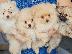 PoulaTo: Pomeranian toy