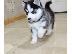 PoulaTo: Pomsky