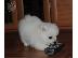 PoulaTo: Πολύτιμα κουτάβια Pomeranian