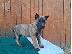 PoulaTo: Belgian Malinois