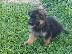 PoulaTo: German Shepherd Puppies for Sale