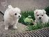 PoulaTo: Μαλτέζ μίνι (Maltese mini)