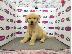 PoulaTo: Καλά εκπαιδευμένα κουτάβια Golden Retriever