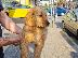 PoulaTo: Golden retriever - Γκόλντεν ριτρίβερ