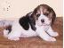 PoulaTo: Διαθέσιμα κουτάβια Beagle