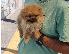 PoulaTo: Pomeranian mini
