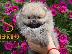 PoulaTo: Pomeranian Boo, φλιτζάνι τσάι Pomeranian κουτάβι