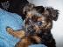 PoulaTo: Yorkshire terrier Mini